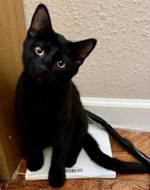 Earl, young, available for adoption