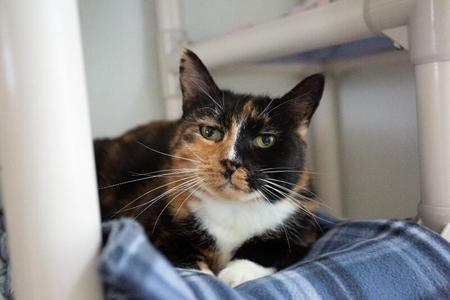 Marguerite de Ville, senior, available for adoption
