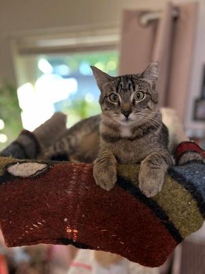Franny Mae, adult, available for adoption