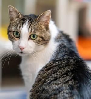 Bobbie (Buddy), senior, available for adoption