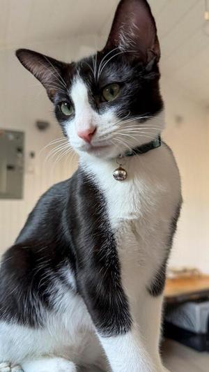 Chris, young, available for adoption
