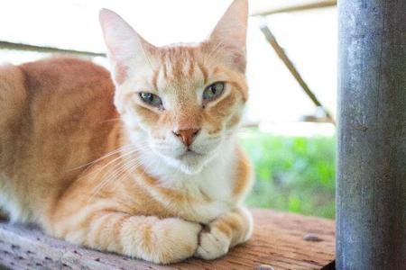 Gustav, senior, available for adoption