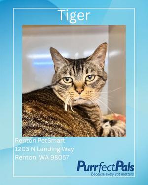 Tiger, senior, available for adoption