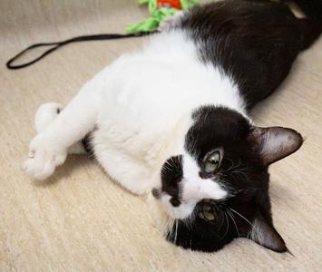 Lincoln, adult, available for adoption