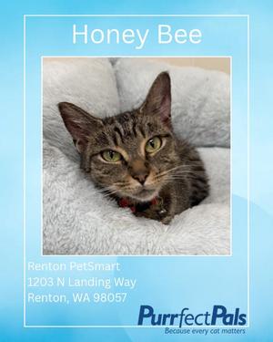 Honey Bee (formerly Kitty Kat), adult, available for adoption