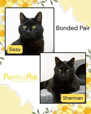 Sherman, senior, available for adoption