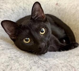 Henrietta, young, available for adoption