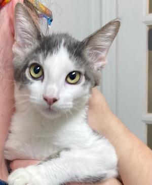 A gray and white cat with large green eyes being held by a person.