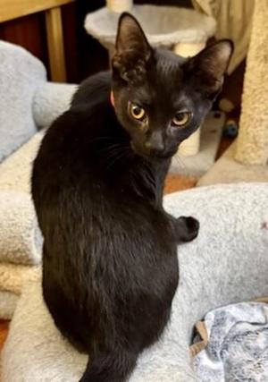 Glenda, young, available for adoption