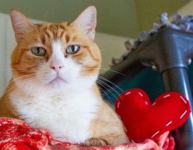 Ginger, adult, available for adoption