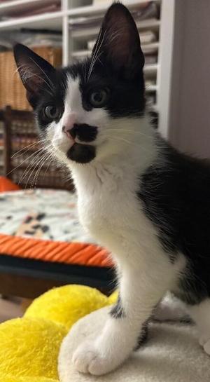 Beetle, young, available for adoption