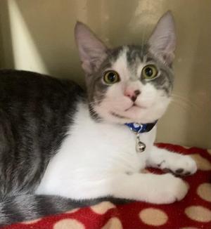 Domino, young, available for adoption