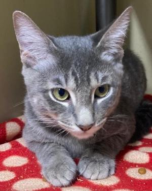 Greyson, young, available for adoption