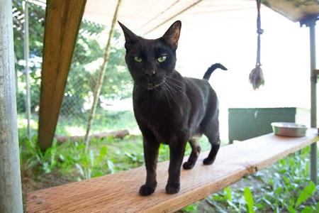 Cody, senior, available for adoption