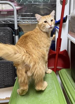 Tony, adult, available for adoption
