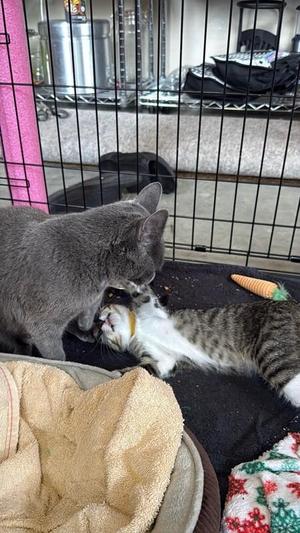 Marty, young, available for adoption