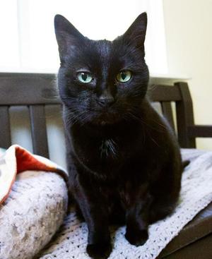 Bear, senior, available for adoption