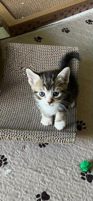 Cicada, young, available for adoption