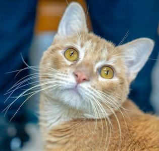 Taj, adult, available for adoption