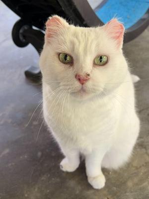 A white cat with green eyes and pink ears sits on a gray floor.