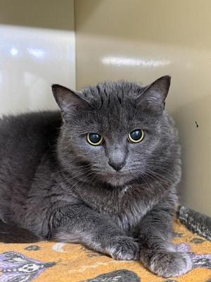 Big Edie (fka Kitty), adult, available for adoption