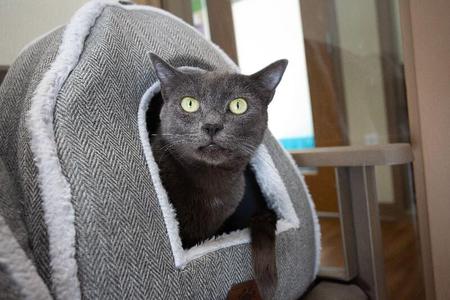 Anishka, adult, available for adoption