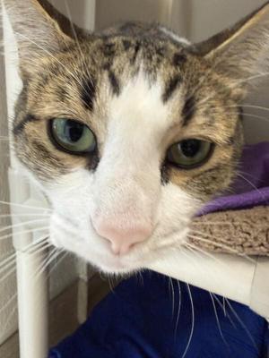 Rajah, adult, available for adoption
