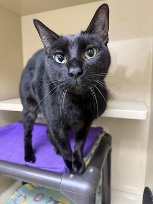 Cody, senior, available for adoption