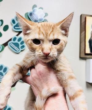Chicken Nugget, young, available for adoption