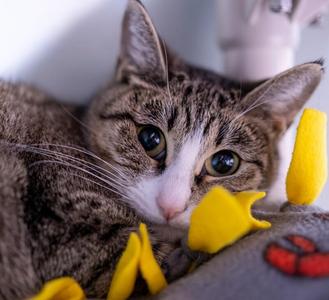 Georgina, adult, available for adoption