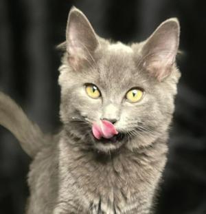Frenchy, young, available for adoption