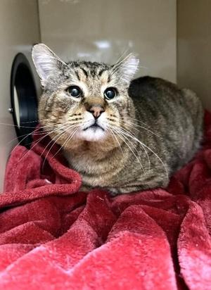 Buddy Brown, adult, available for adoption