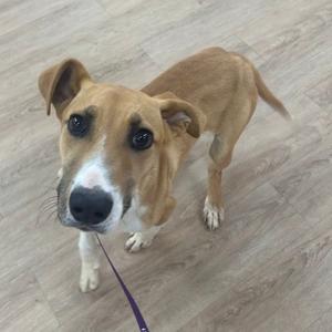 Dr. Pepper, Hound, adult, available for adoption