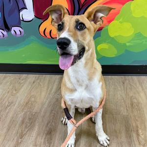 Dr. Pepper, Hound, adult, available for adoption