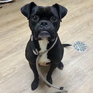 Koda, Boxer, adult, available for adoption