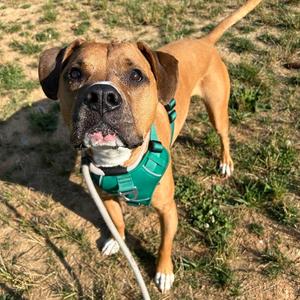 King, Terrier, Pit Bull, adult, available for adoption