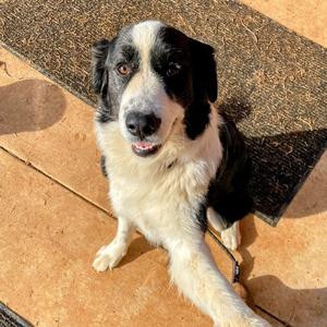 Max, Pyrenees, Great, adult, available for adoption