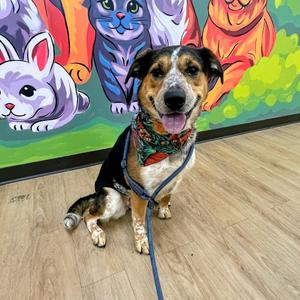 Malibu, American Blue Heeler, adult, available for adoption