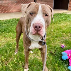 Kanin, Terrier, Pit Bull, adult, available for adoption