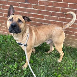 A light brown dog with a black muzzle and floppy ears standing on grass in front of a brick wall.