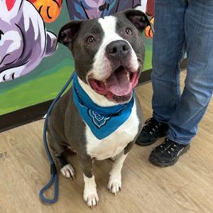 Adirondack, Terrier, Pit Bull, adult, available for adoption