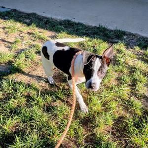 Draculara, Hound, puppy, available for adoption