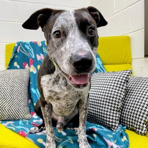 LJ "Leroy", Cattle Dog, adult, available for adoption