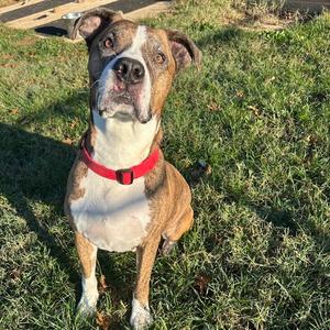 Chance, Mastiff, Cane Corso, senior, available for adoption