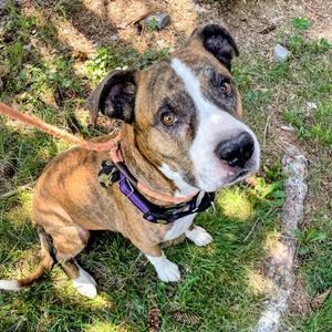 Chance, Mastiff, Cane Corso, senior, available for adoption