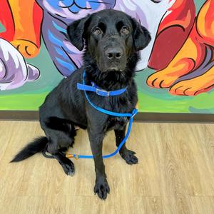Kiko, Shepherd, adult, available for adoption
