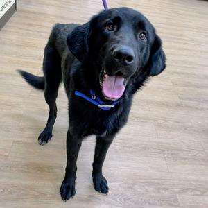 Kiko, Shepherd, adult, available for adoption
