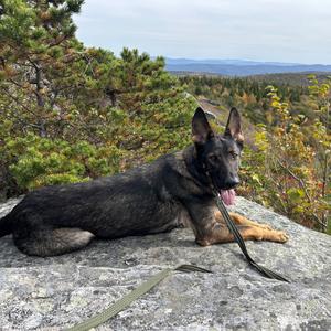 Layla, Shepherd, German, adult, available for adoption