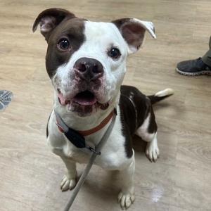 Benny, Terrier, Pit Bull, adult, available for adoption