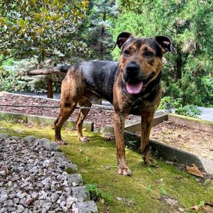 Bullet, Shepherd, German, adult, available for adoption